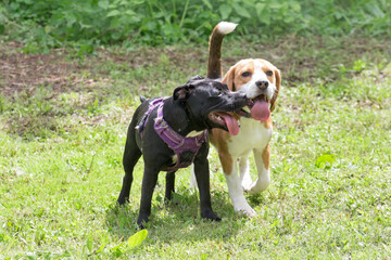 Mini staffordshire terrier puppy and english beagle puppy are standing on a green grass in the...