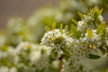 Small white flowers of Pyracantha, firethorn, natural macro floral background