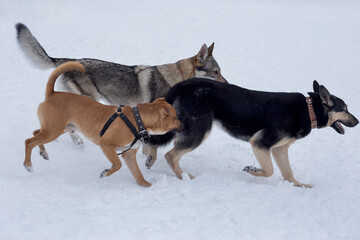 East european shepherd, american pit bull terrier puppy and czechoslovak wolfdog are running on a white snow in the winter park. Pet animals. Purebred dog.