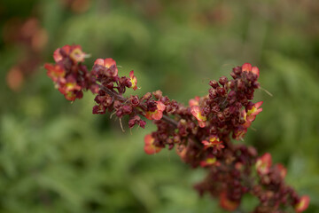 Flora of Gran Canaria - orange and red flowers of Scrophularia calliantha, belle figwort, 
plant exclusively endemic to Gran Canaria and vulnerable species, natural macro floral background