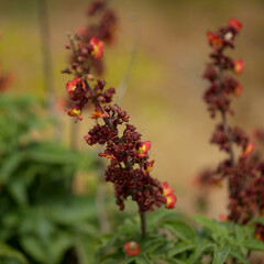 Flora of Gran Canaria - orange and red flowers of Scrophularia calliantha, belle figwort, 
plant exclusively endemic to Gran Canaria and vulnerable species, natural macro floral background