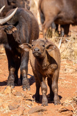 Cape or African buffalo calf, Game farm, South Africa