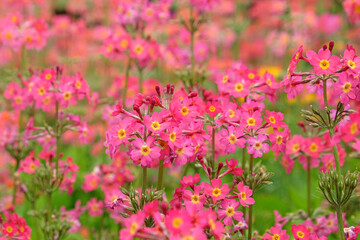 Colourful pink Primrose 'Candelabra' hybrids in flower