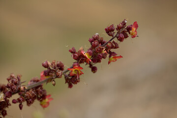 Flora of Gran Canaria - orange and red flowers of Scrophularia calliantha, belle figwort, 
plant exclusively endemic to Gran Canaria and vulnerable species, natural macro floral background