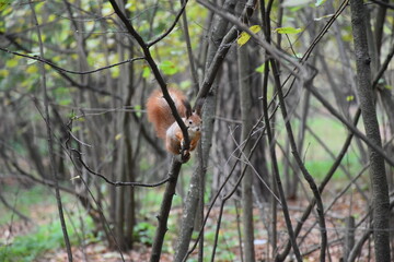 squirrel in the forest
