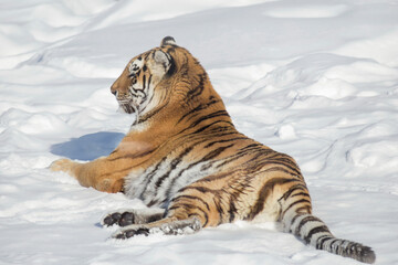 Wild siberian tiger is lying on a white snow and looking away. Amur tiger. Panthera tigris tigris....
