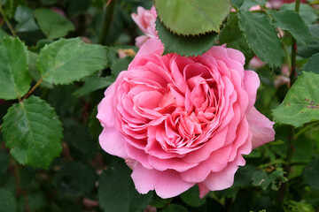 Rose 'Princess Alexandra of Kent' in flower.
