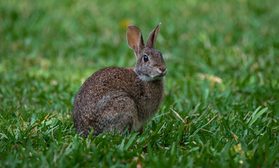 Rabbit in the grass