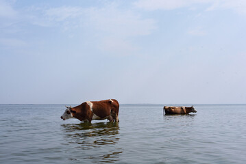 Cows in a river cooling, swimming taking a bath and standing in a creek, reflection in water. Cows at the watering hole. Two brown and white cows are standing in a river.