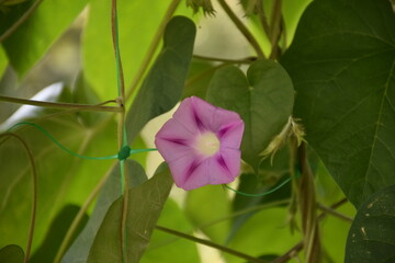 the magic summer garden flowers