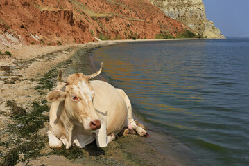 White cow laying on a beach near water. Portrait of cow