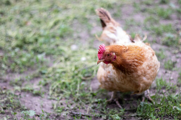 One little red chicken in the yard is looking for food to eat. Agricultural industry. Breeding chickens. Close-up of a red chicken in nature. Domestic birds on a free range farm. walking in the yard.