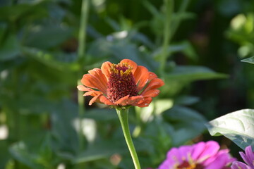 the magic summer garden flowers
