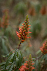 Flora of Gran Canaria - orange and red flowers of Isoplexis isabelliana, plant endemic to Gran Canaria
endangered species associated with Canary Pine forests, natural macro floral background