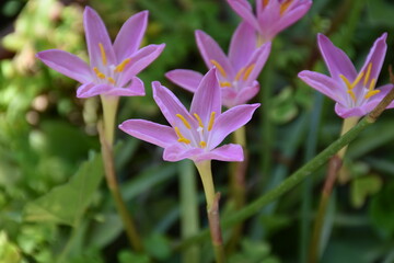 the magic summer garden flowers