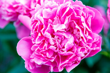 Lush white-pink peony in the garden on a bush.