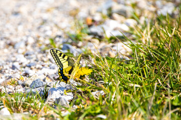 Yellow butterfly sitting in the green gras
