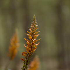 Flora of Gran Canaria - orange and red flowers of Isoplexis isabelliana, plant endemic to Gran Canaria
endangered species associated with Canary Pine forest, natural macro floral background