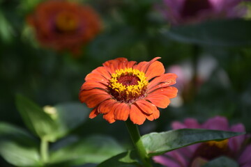 the magic summer garden flowers