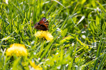 Yellow butterfly sitting in the green gras
