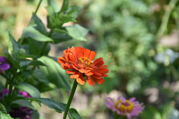 the magic summer garden flowers