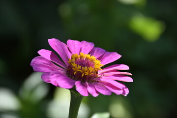 Obraz premium the magic summer garden flowers