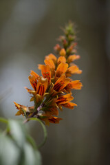 Flora of Gran Canaria - orange and red flowers of Isoplexis isabelliana, plant endemic to Gran Canaria
endangered species associated with Canary Pine forests, natural macro floral background