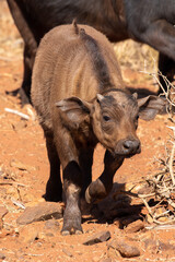 Cape or African buffalo calf, Game farm, South Africa