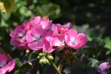 the magic summer garden flowers