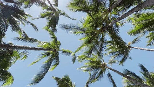 Circling shot of palm trees against bright sun sunshine. Beach on tropical Hawaii island. Cinematic Shot Coconut palm trees bottom view, social media background.Green palm trees on blue sky background