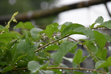 dew drops on a branch close-up
