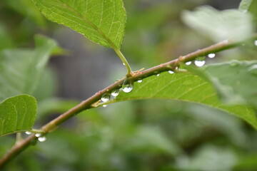 dew drops on a branch close-up