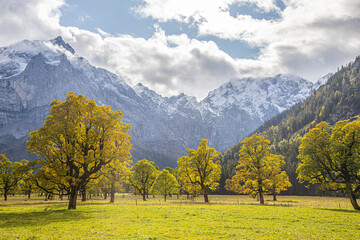 Autumn maple tree with sunlights Karwendel mountain with the first snow