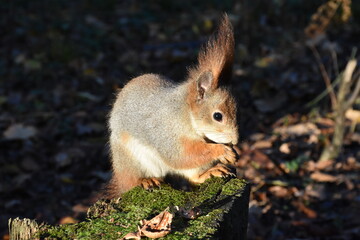 squirrel in the forest