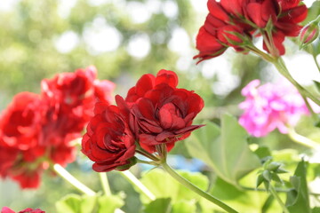 Meadow wild flowers in spring and summer