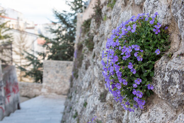 Purple rock cress on an antique wall in Monte Sant Angelo in Gargano, Italy