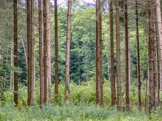 Fototapeta premium Wiederaufforstung im Mischwald