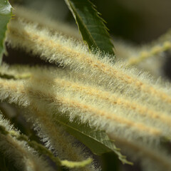 Flora of Gran Canaria - Castanea sativa, the sweet chestnut, introduced species, flowers