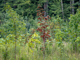 Wiederaufforstung im Mischwald