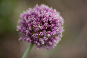 Flora of Gran Canaria -  Allium ampeloprasum, wild leek natural macro floral backgro