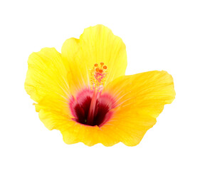 Beautiful yellow Hibiscus rosa-sinensis aka Chinese hibiscus isolated on white background