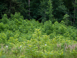 Wiederaufforstung im Mischwald