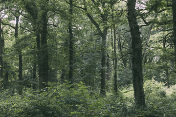 Forest Trees 
