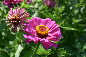 Obraz premium the magic summer garden flowers