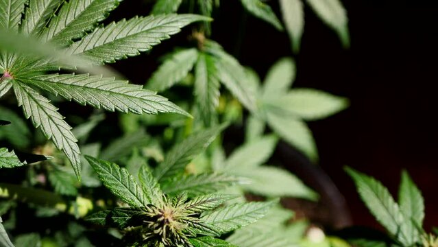 Cannabis leaves close up. Cultivating marijuana plant 4k video. CBD oil production 