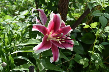 the magic summer garden flowers