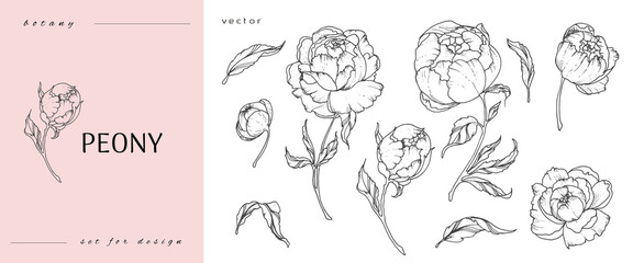 Set of peonies flowers line art. Sketch with leaves and buds. Botanical illustration. Black and white. Vector illustration isolated on white background