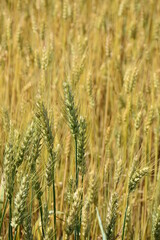 field of wheat