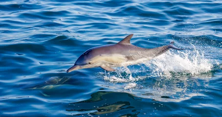 Deurstickers dolphin in the water © FPLV