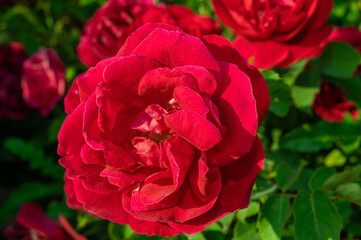 Blossoming flower of red Santana climbing rose